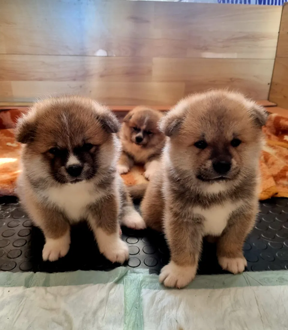 Fotografija uz članak „MLADI PAKRAČKI PAR UZGAJA JAPANSKE PSE Danas uzgajamo Akite, u budućnosti želimo otvoriti hotel za pse!“