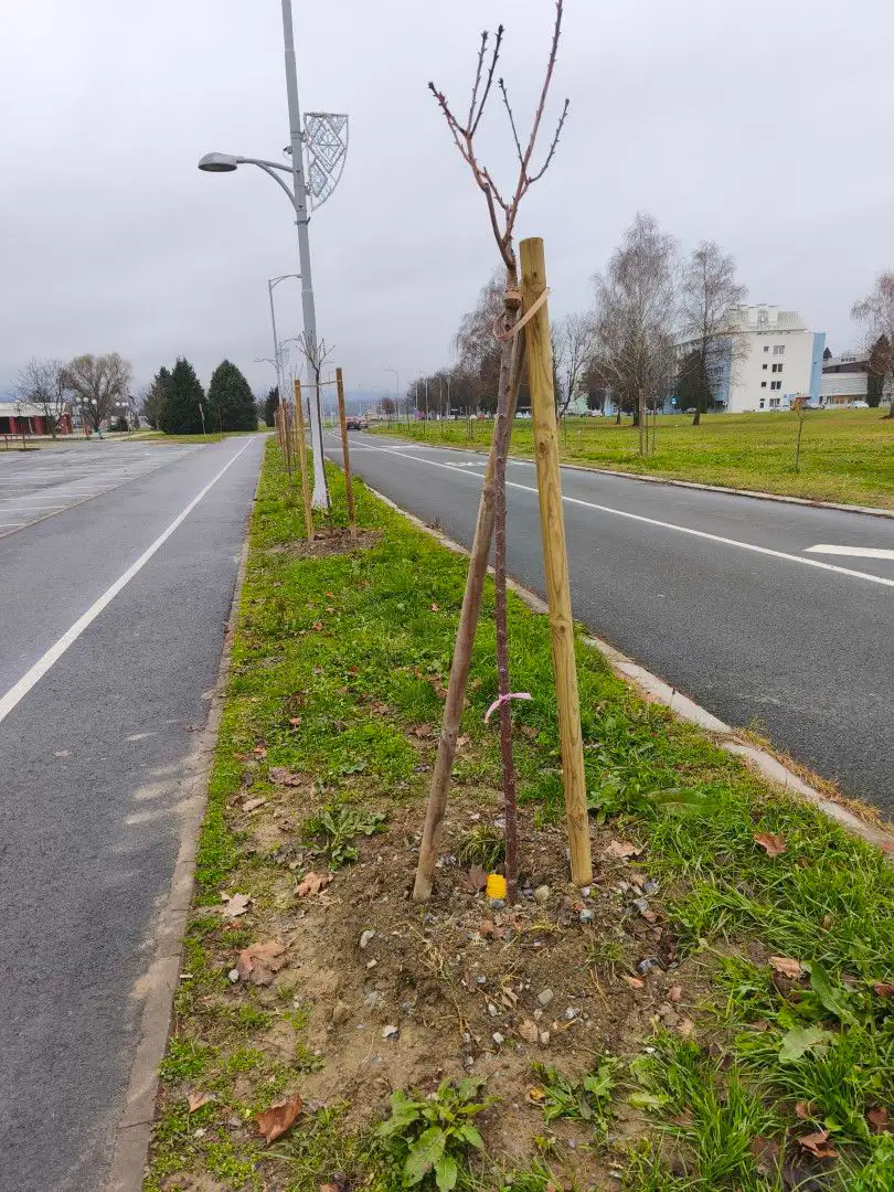 Fotografija uz članak „NEKIMA STVARNO SMETAJU POSAĐENA STABLA Nastavak uništavanja gradske imovine“