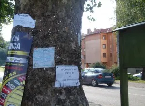 Fotografija uz članak „FOTOZAPAŽANJE: Platanu to boli“