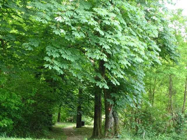 suma Kalvarija