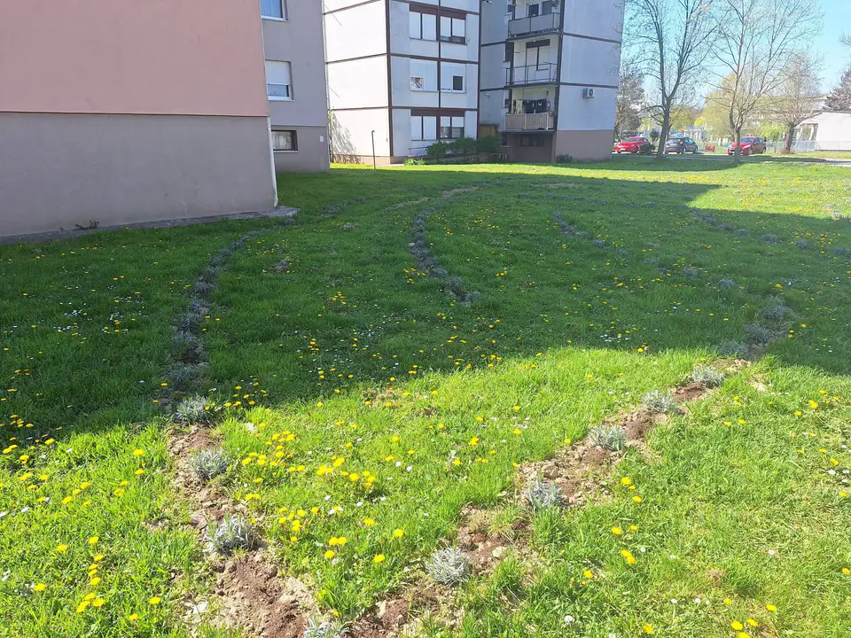 Fotografija uz članak „Mirisni labirint cvate i odlično je očuvan, neka tako i ostane!“