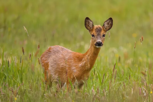 bambi