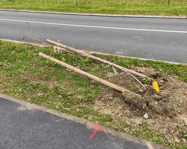 drvece bolnicka vandalizam