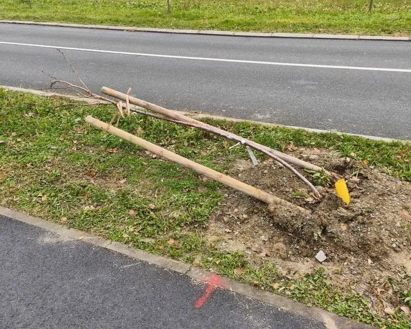 drvece bolnicka vandalizam