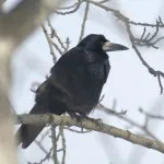 Corvus-frugilegus_gacac_by-Sergey-Yeliseev