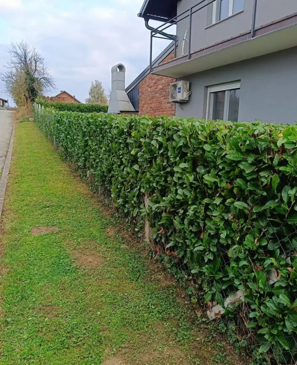rn garden 1