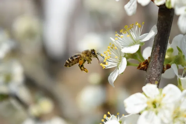 closeup shot bee beautiful cherry blossoms