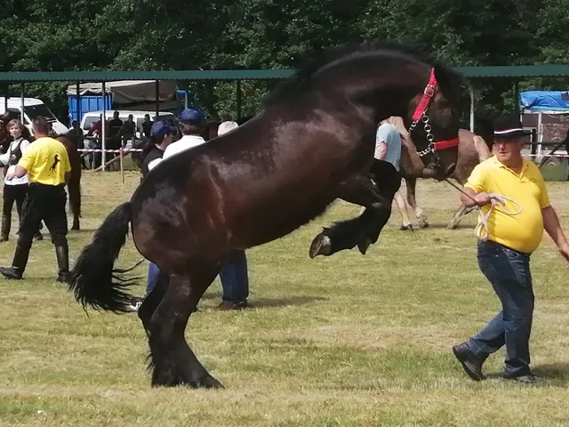 Fotografija uz članak „IZLOŽBA KONJA U MIHALJEVCIMA Daliboru Maroševiću dva prva mjesta“