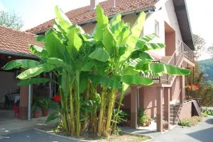 boro 2