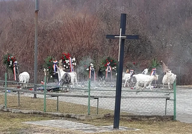 Fotografija uz članak „LJUDSKA GLUPOST I BEZOBRAZLUK RUKU POD RUKU Stado koza brsti vijence na spomen obilježju na Bučju!“